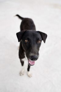 Portrait of black dog looking at camera