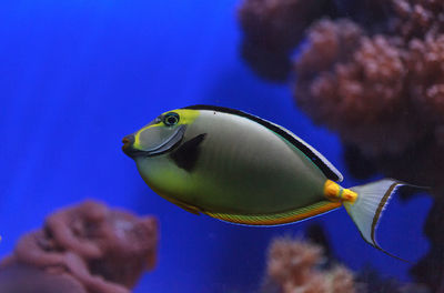 Close-up side view of naso tang fish in water