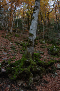 Trees growing in forest