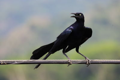 Close-up of bird perching on branch