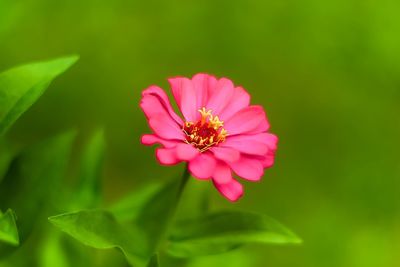 Close-up of pink flower blooming outdoors