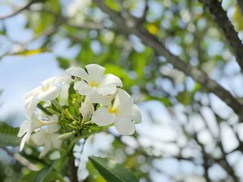 Low angle view of white cherry blossom tree