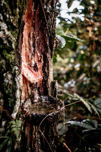 Close-up of tree trunk