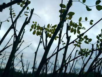 Low angle view of flower trees against sky