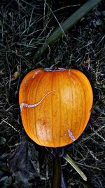 High angle view of pumpkins on field