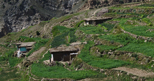 Plants growing on land by building