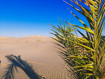 Plants growing on sand dune against clear blue sky