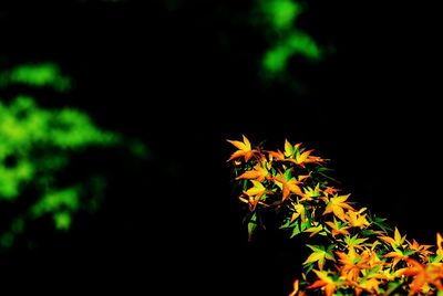 Plants growing at night