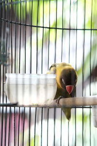 Close-up of bird in cage