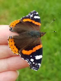 Close-up of butterfly on hand holding leaf