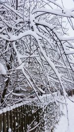 Close-up of frozen tree branches during winter