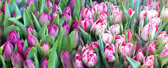 Close-up of pink tulips