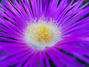 Close-up of purple crocus blooming outdoors