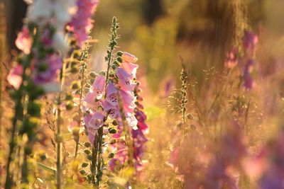 Close-up of pink flowering plants on field