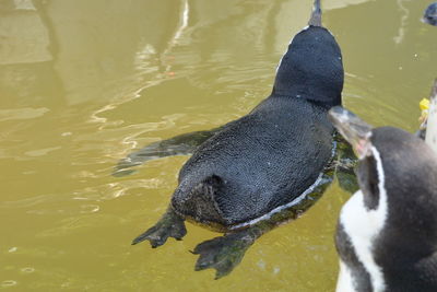 High angle view of duck swimming in lake