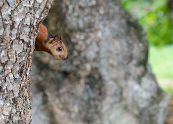 Close-up of squirrel