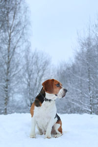 Dog looking away in snow