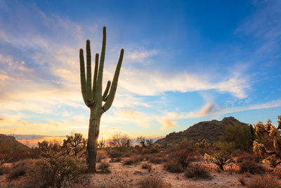 Scenic desert landscape with saguaro cactus at sunset in phoenix, arizona.