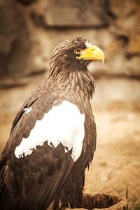 Close-up of birds