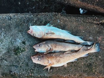 Directly above view of dead fishes on footpath