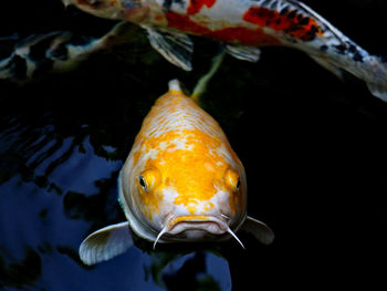 Close-up of koi carp swimming