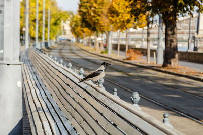 Low angle view of bird perching on railing