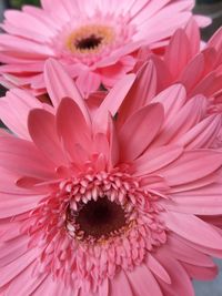 Close-up of pink daisy flower