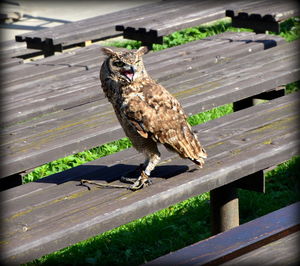 Bird perching on wood