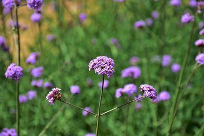 Close-up of purple flowering plants on field