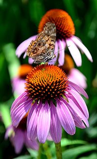 Close-up of butterfly on purple coneflower blooming outdoors