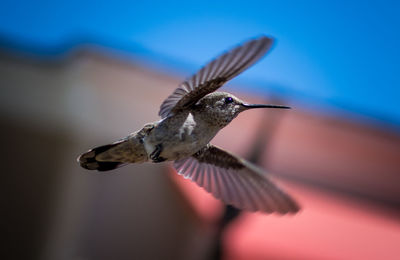 Close-up of bird flying