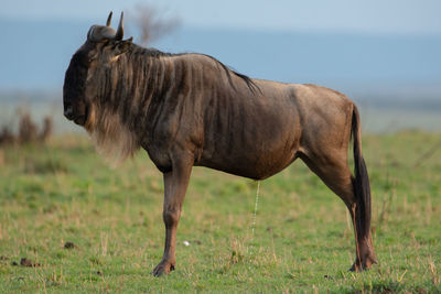 Horse standing in a field