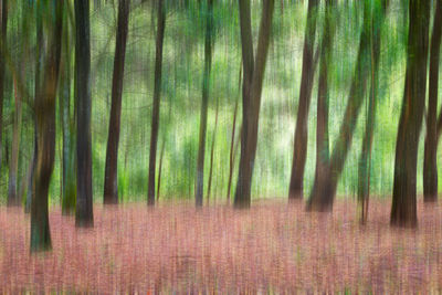 View of bamboo trees in forest