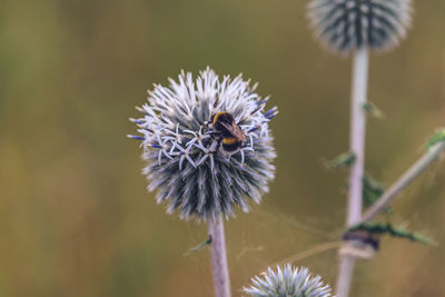 Close-up of bee on flower