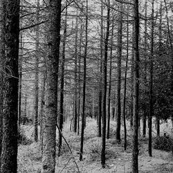 Full frame shot of trees