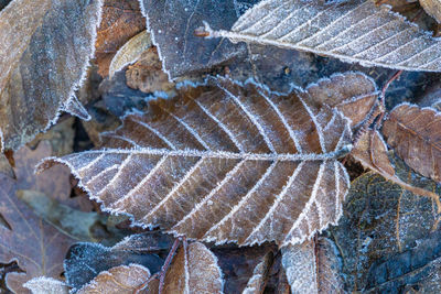 Close-up of dry leaves on snow covered land