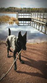 Close-up of dog