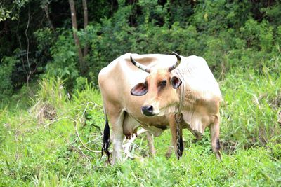 Animals grazing on grassy field