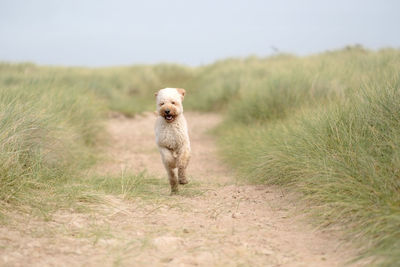 Dog on grassy beach