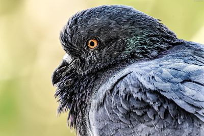 Close-up of a bird