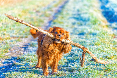 Portrait of dog standing on land