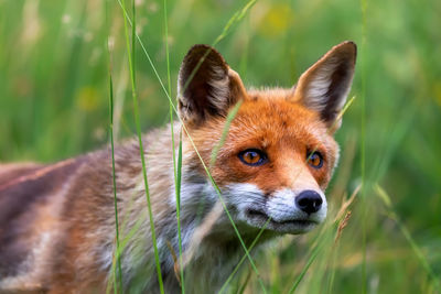 Close-up of fox on field