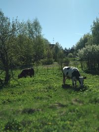 Horse grazing in a field