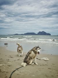 Dog standing on beach against cloudy sky