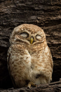 Close-up portrait of owl