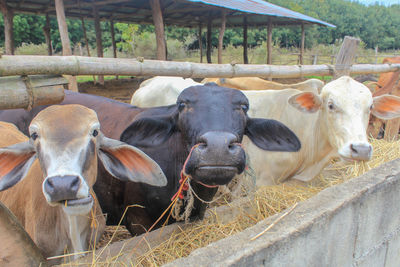 Portrait of cows in pen