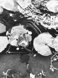 High angle view of flowers in water