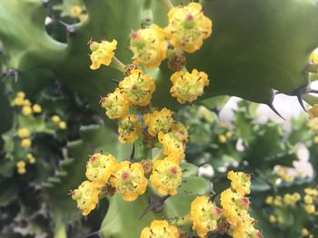 Close-up of yellow flowers