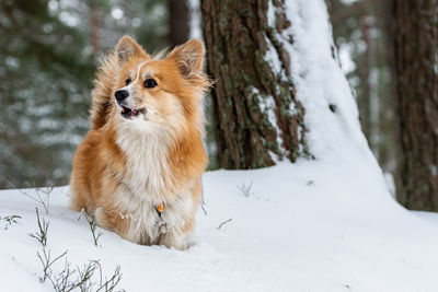 Welsh corgi pembroke fluffy on a walk in a beautiful winter forest