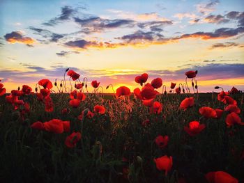 Close-up of poppies on field against sky during sunset